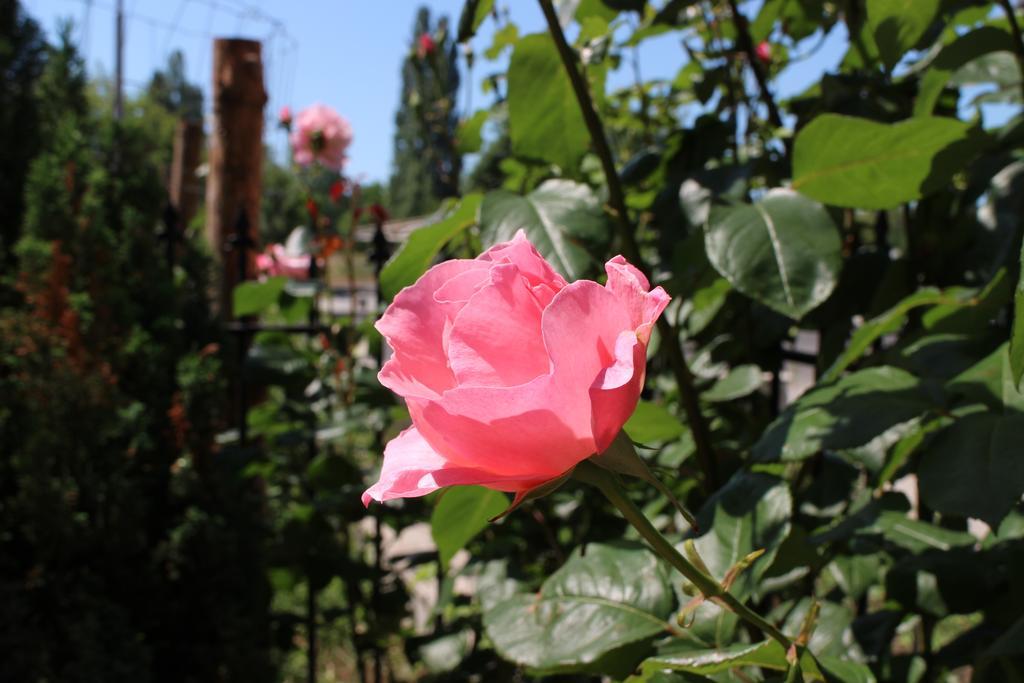 Flowers Apartments Nesebar Luaran gambar