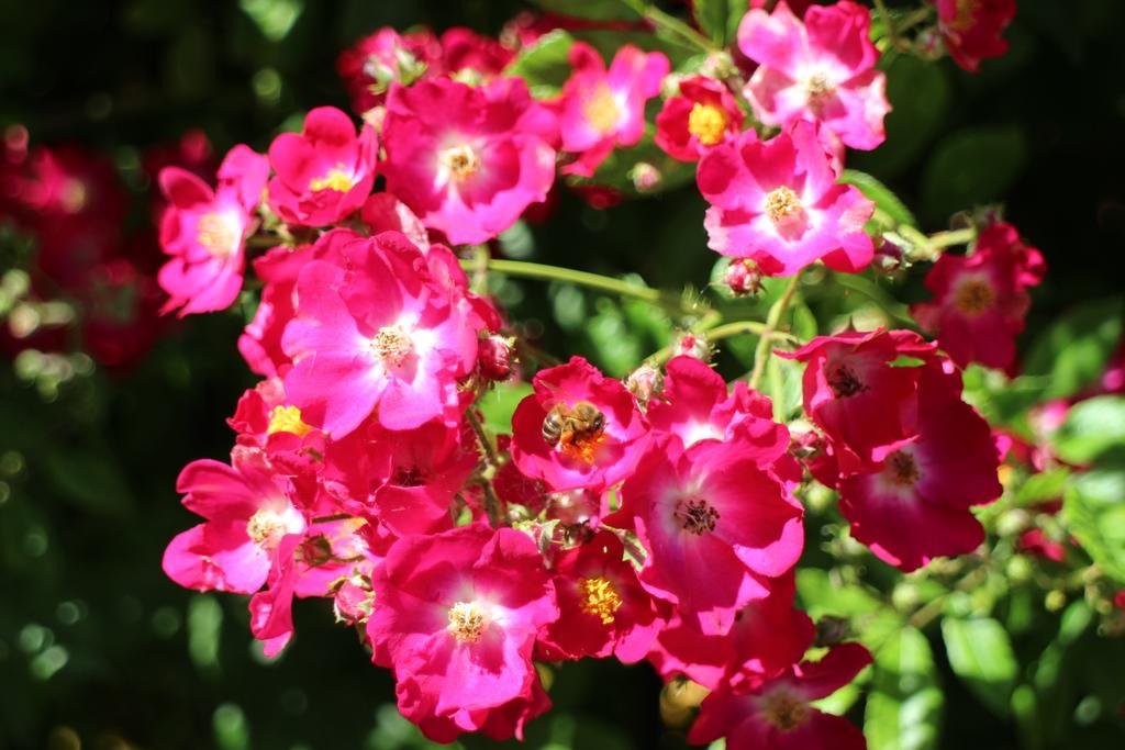 Flowers Apartments Nesebar Luaran gambar