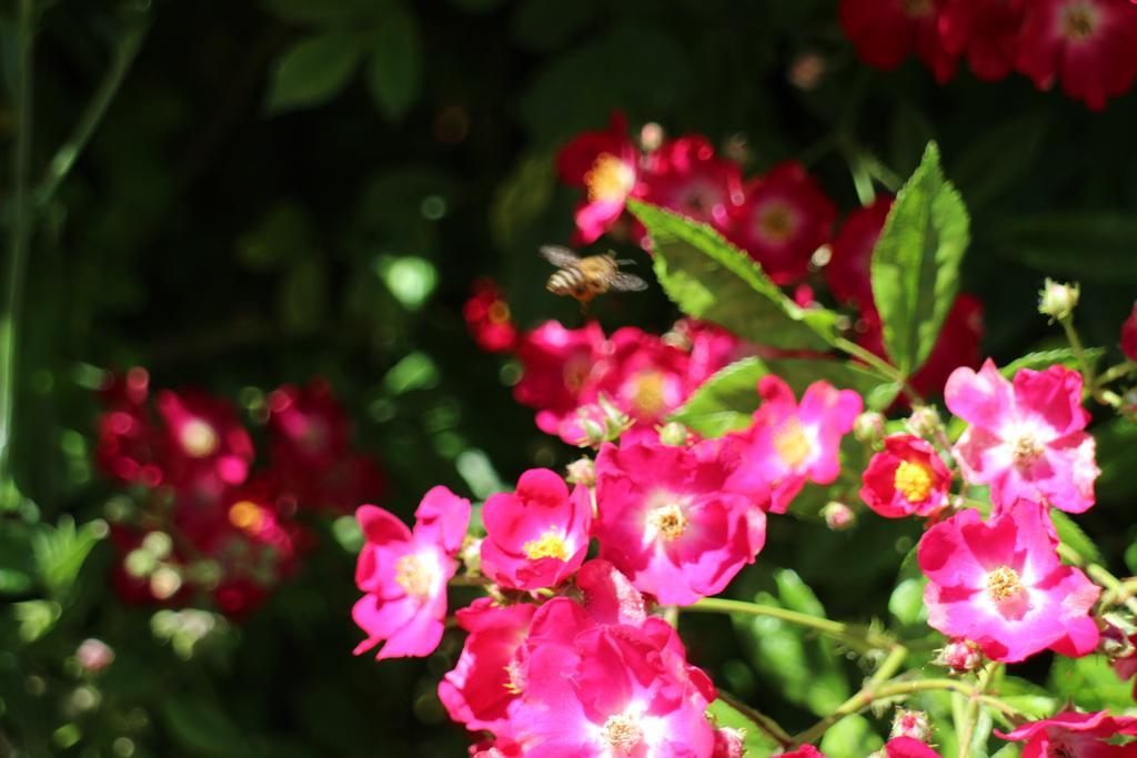 Flowers Apartments Nesebar Luaran gambar